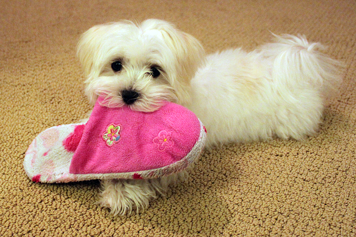 Dogilike.com :: 5 觢ͧش շҧҹͧҢ价!!