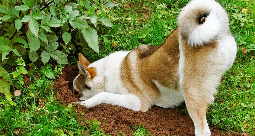 Dogilike.com :: 5 觢ͧش շҧҹͧҢ价!!