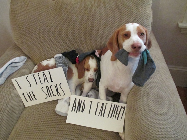 Dogilike.com :: 5 觢ͧش շҧҹͧҢ价!!