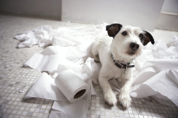 Dogilike.com :: 5 觢ͧش շҧҹͧҢ价!!
