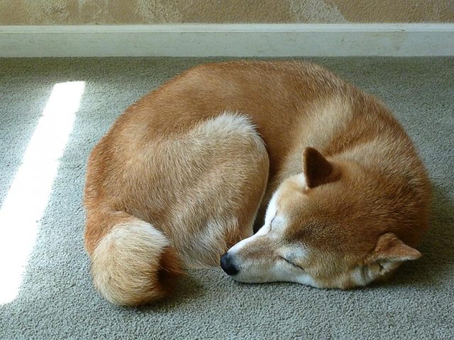 ท่านอนน้องหมาบอกภาวะอารมณ์ได้นะ รู้ยัง? | Dogilike.com