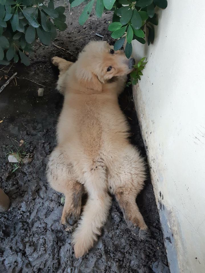 Dogilike.com :: Ҿ ͧشʺ ˹Ź 
