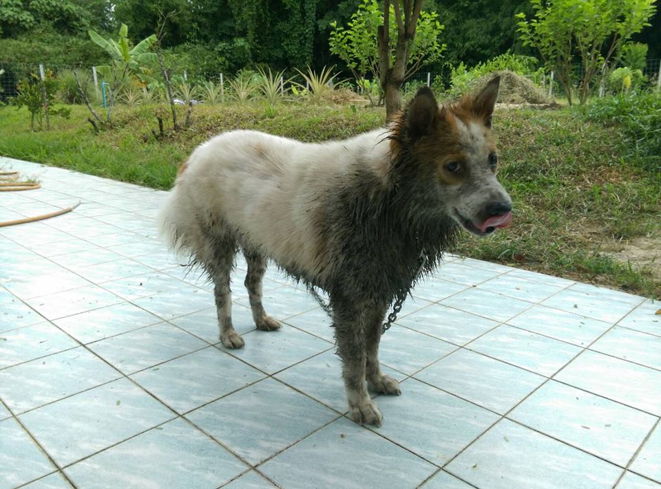 Dogilike.com :: Ҿ ͧشʺ ˹Ź 