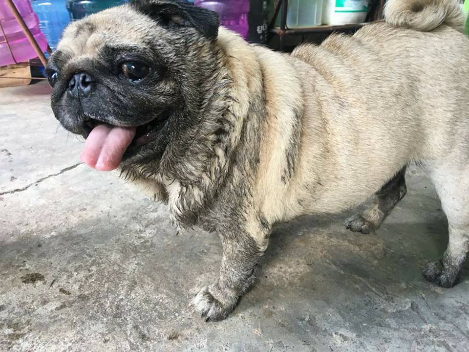 Dogilike.com :: Ҿ ͧشʺ ˹Ź 