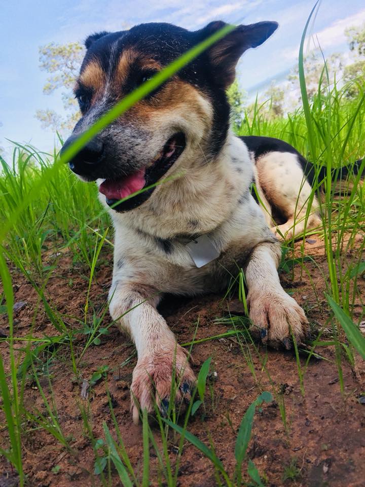 Dogilike.com :: Ҿ ͧشʺ ˹Ź 