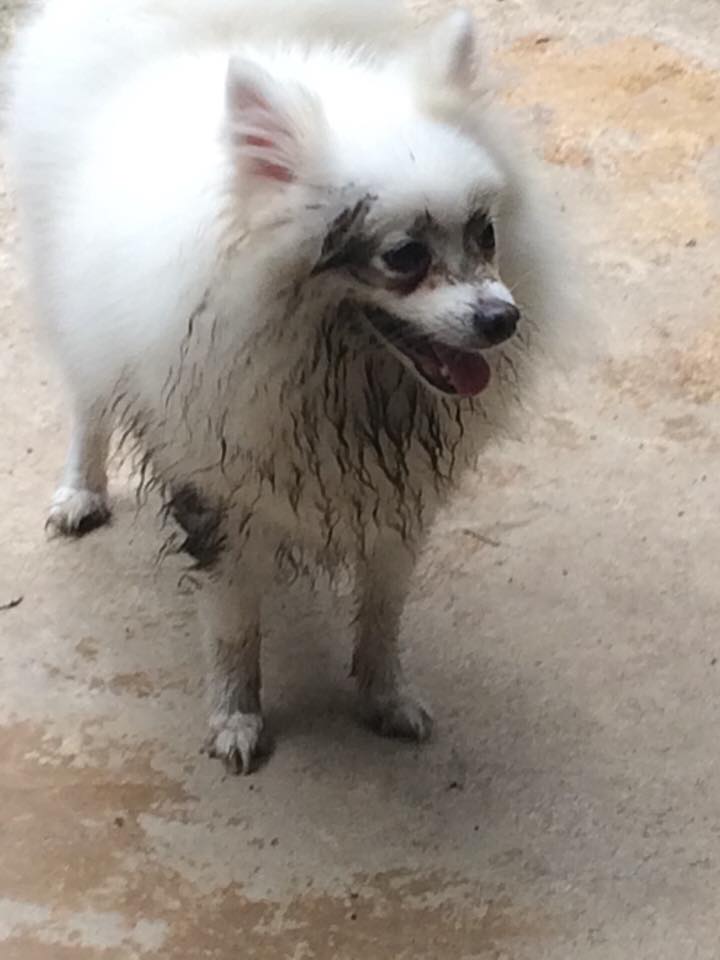 Dogilike.com :: Ҿ ͧشʺ ˹Ź 