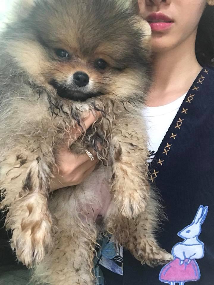 Dogilike.com :: Ҿ ͧشʺ ˹Ź 
