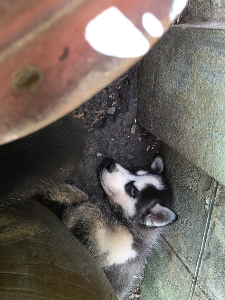 Dogilike.com :: Ҿ ͧشʺ ˹Ź 