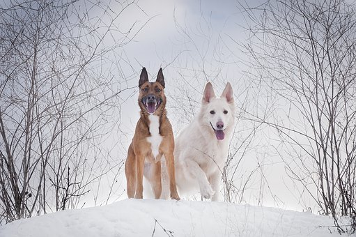 Dogilike.com :: Ҿʹءͧͧѹе