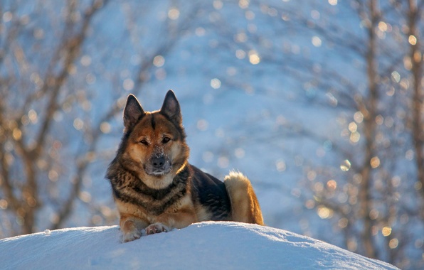 Dogilike.com :: Ҿʹءͧͧѹе
