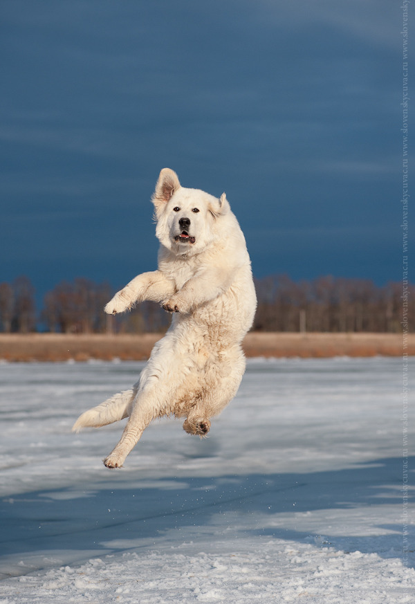 Dogilike.com :: Ҿʹءͧͧѹе