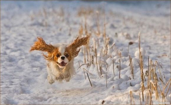 Dogilike.com :: Ҿʹءͧͧѹе