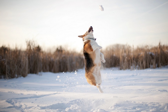 Dogilike.com :: Ҿʹءͧͧѹе