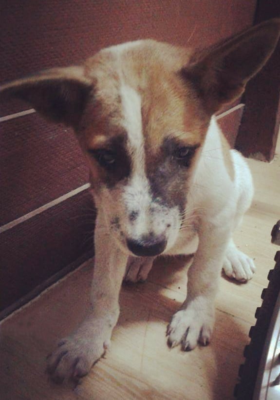 Dogilike.com :: Ҿͧҵ˹˹դԴ!!