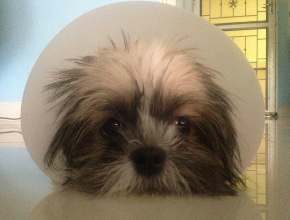 Dogilike.com :: Ҿͧҵ˹˹դԴ!!