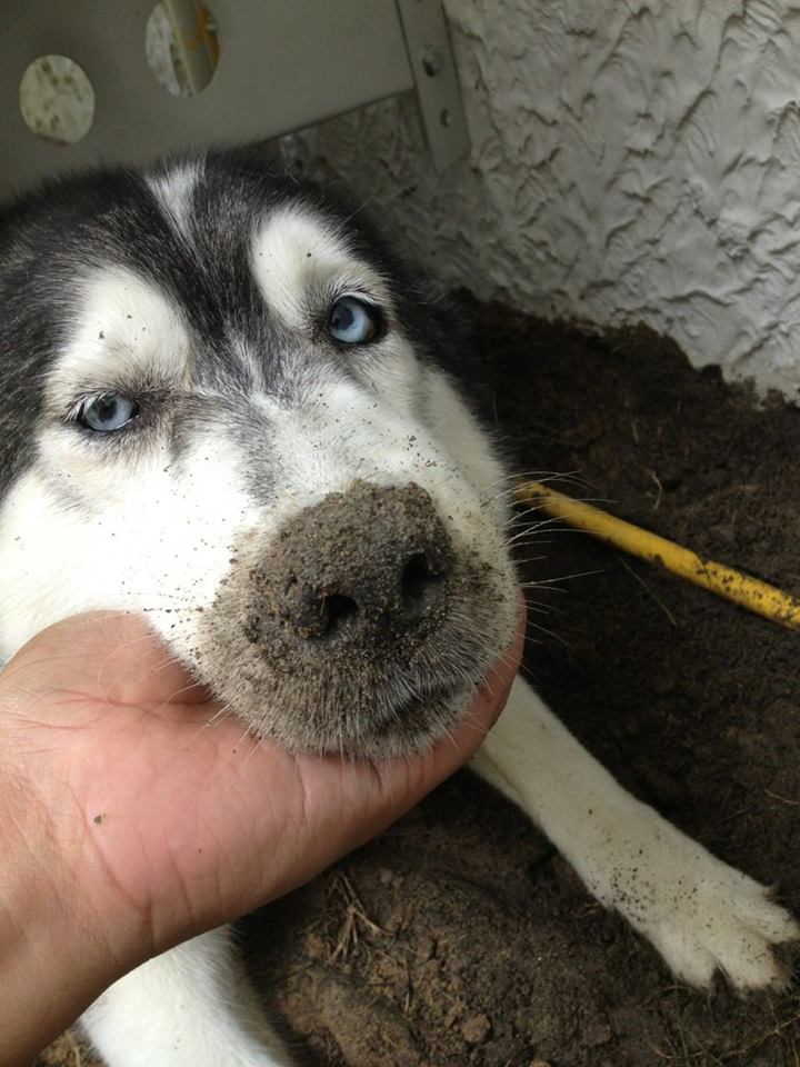 Dogilike.com :: Ҿͧҵ˹˹դԴ!!