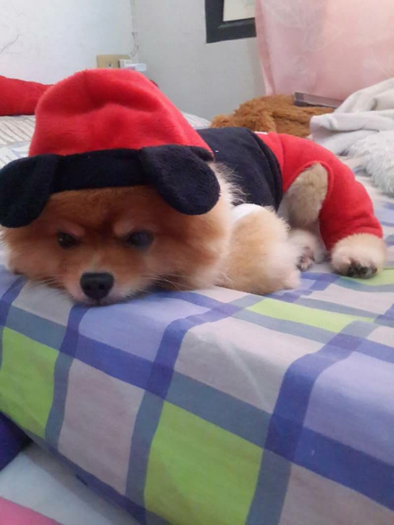 Dogilike.com :: Ҿͧҵ˹˹դԴ!!