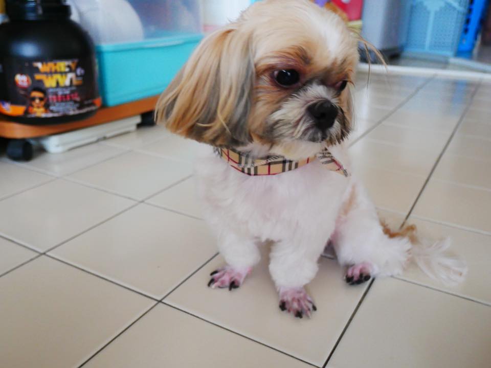 Dogilike.com :: Ҿͧҵ˹˹դԴ!!