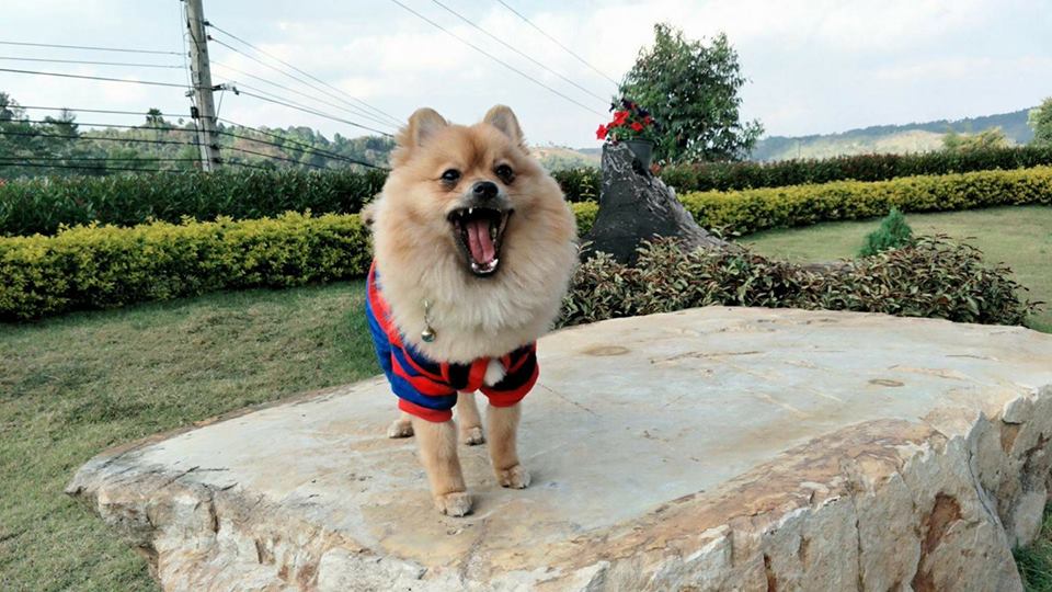 Dogilike.com :: Ҿͧҵ˹˹դԴ!!