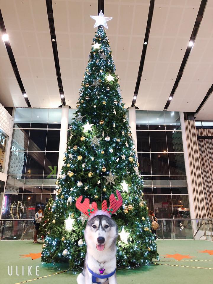 Dogilike.com :: ҾͧҡѺʵشǷѹʵ