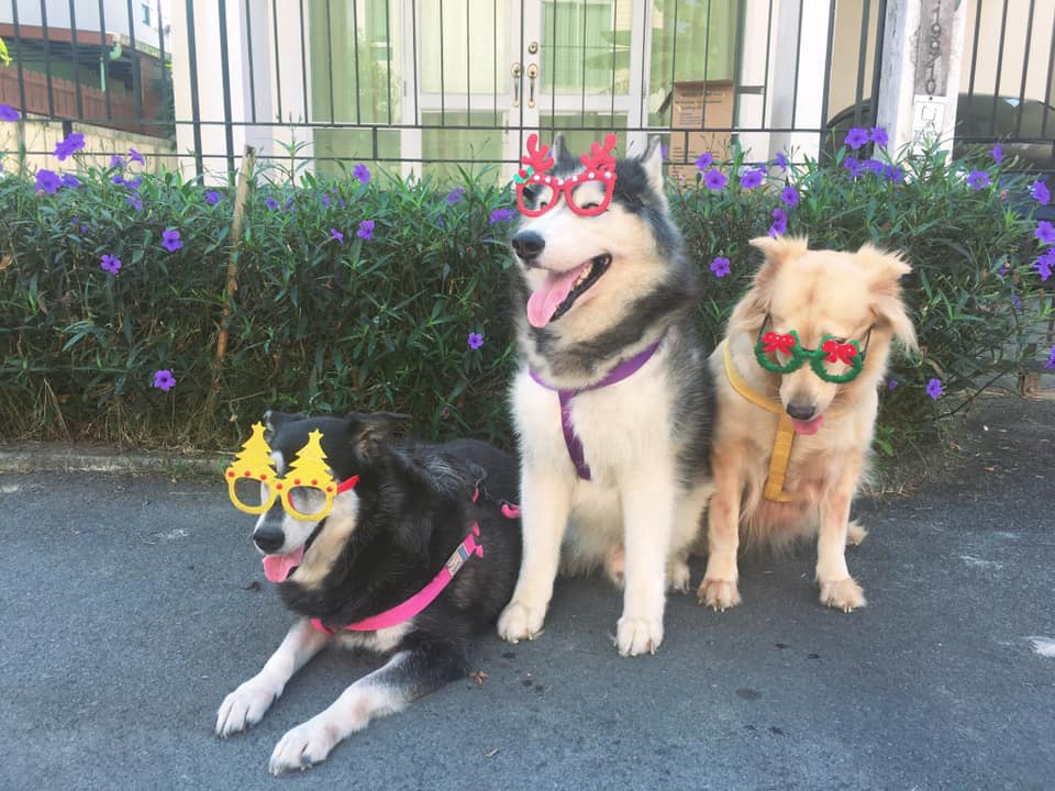 Dogilike.com :: ҾͧҡѺʵشǷѹʵ