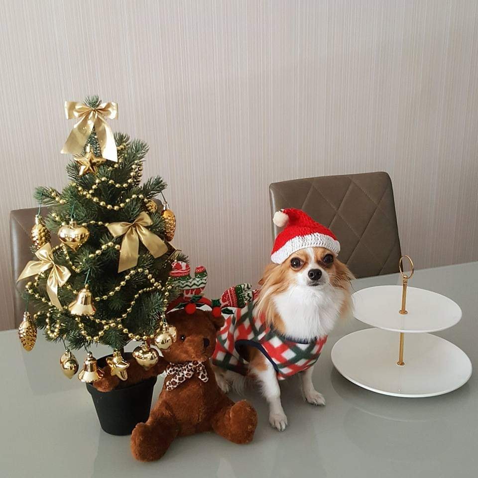 Dogilike.com :: ҾͧҡѺʵشǷѹʵ