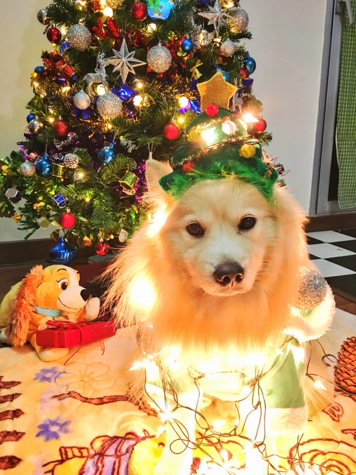 Dogilike.com :: ҾͧҡѺʵشǷѹʵ