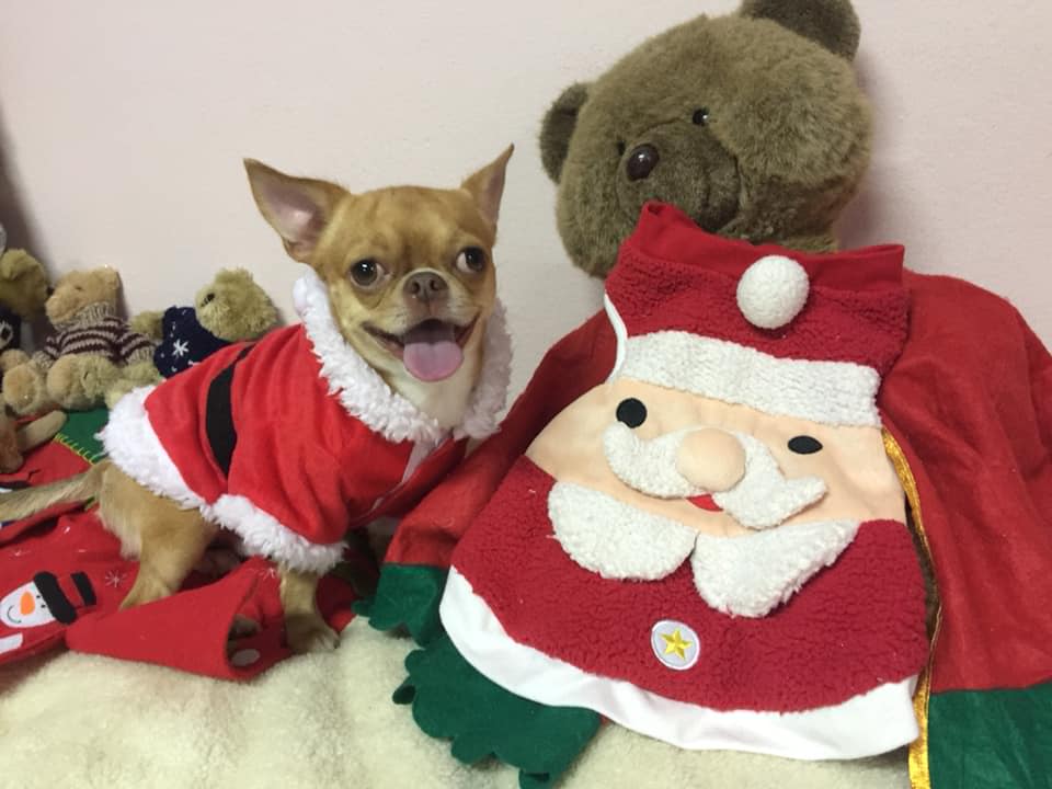 Dogilike.com :: ҾͧҡѺʵشǷѹʵ