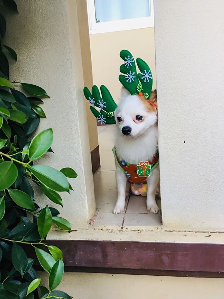 Dogilike.com :: ҾͧҡѺʵشǷѹʵ