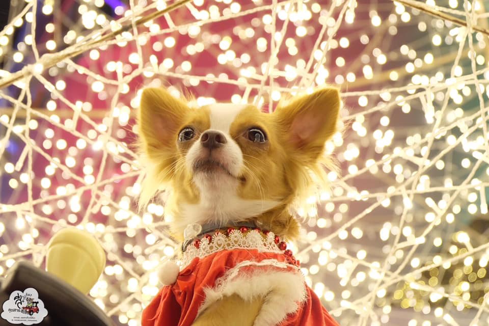 Dogilike.com :: ҾͧҡѺʵشǷѹʵ