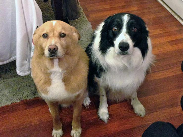 Dogilike.com :: ҾͧҡѺµ͹  ǵͧ͹ء!!