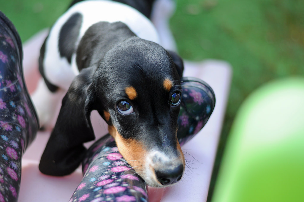 Dogilike.com :: ҾͧҡѺµ͹  ǵͧ͹ء!!