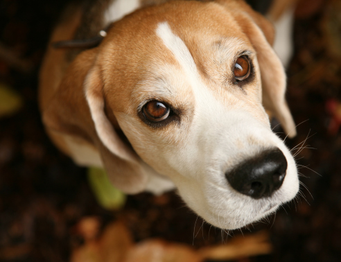 Dogilike.com :: ҾͧҡѺµ͹  ǵͧ͹ء!!
