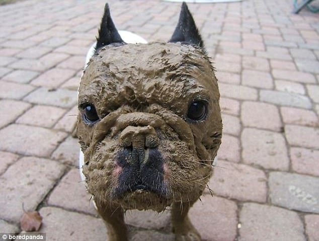 Dogilike.com :: ҾͧҡѺµ͹  ǵͧ͹ء!!