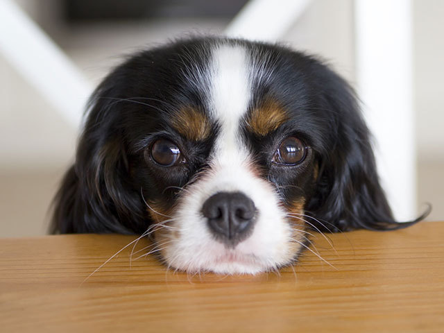 Dogilike.com :: ҾͧҡѺµ͹  ǵͧ͹ء!!