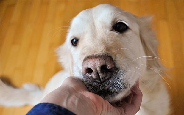 Dogilike.com :: ҾͧҡѺµ͹  ǵͧ͹ء!!