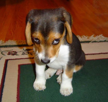 Dogilike.com :: ҾͧҡѺµ͹  ǵͧ͹ء!!