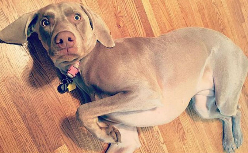 Dogilike.com :: ҾͧҡѺµ͹  ǵͧ͹ء!!
