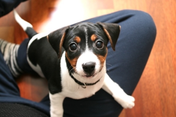 Dogilike.com :: ҾͧҡѺµ͹  ǵͧ͹ء!!