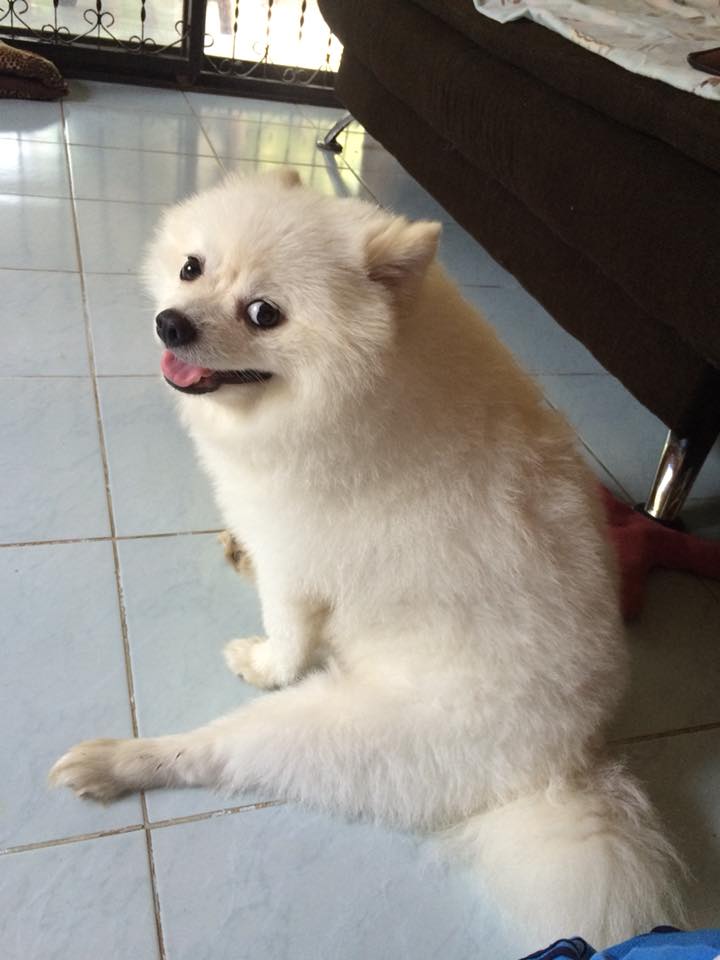 Dogilike.com :: Ҿͧ蹶ѧ!! ... 繴˹㨴 