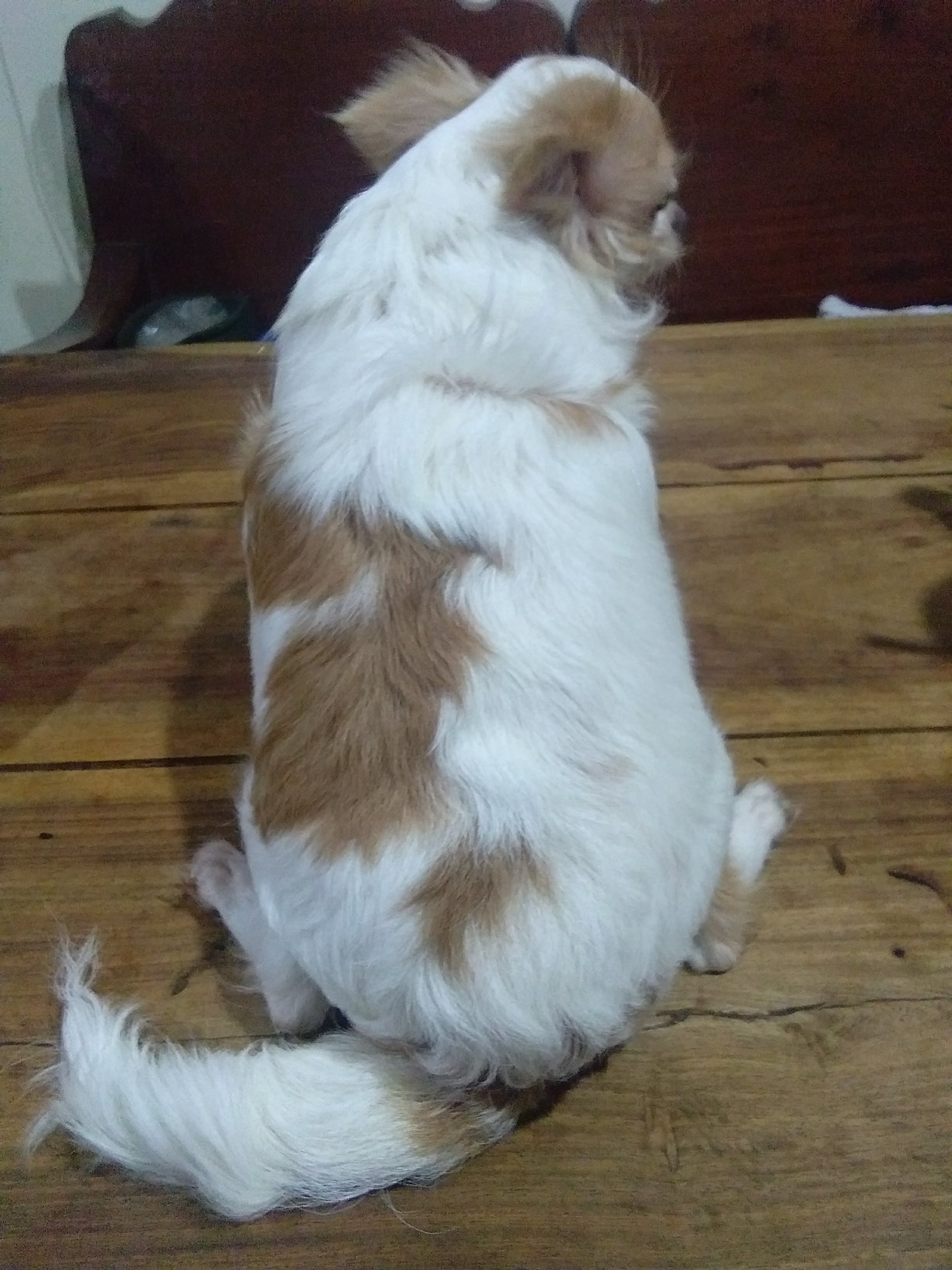 Dogilike.com :: Ҿͧ蹶ѧ!! ... 繴˹㨴 