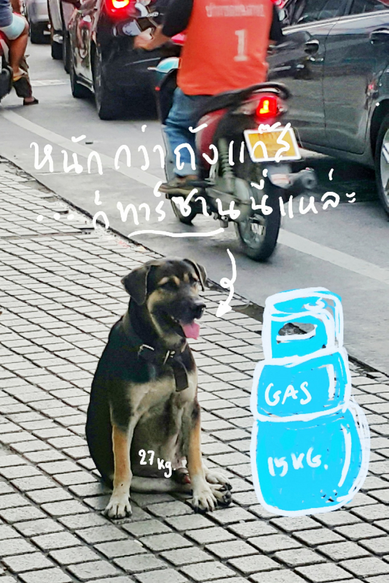 Dogilike.com :: Ҿͧ蹶ѧ!! ... 繴˹㨴 