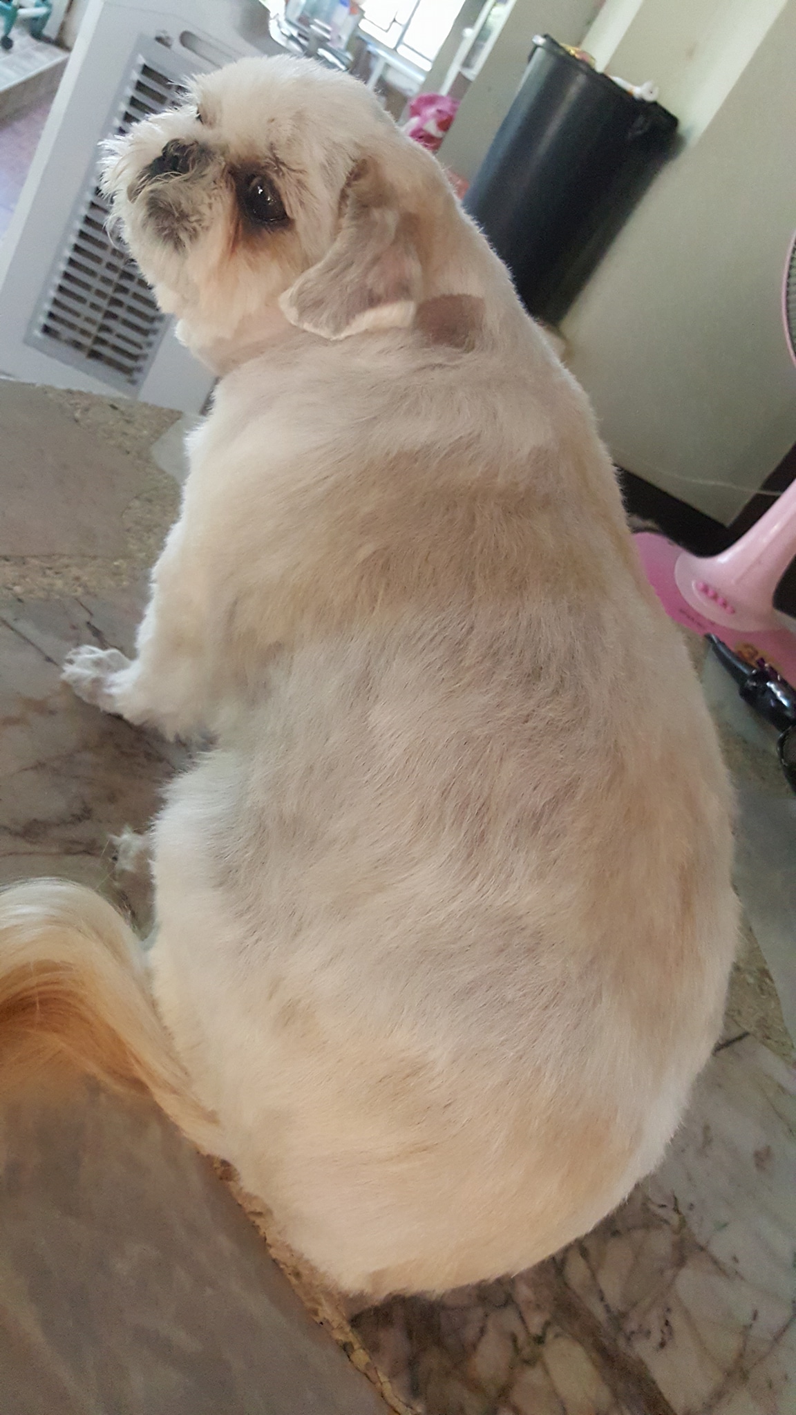 Dogilike.com :: Ҿͧ蹶ѧ!! ... 繴˹㨴 