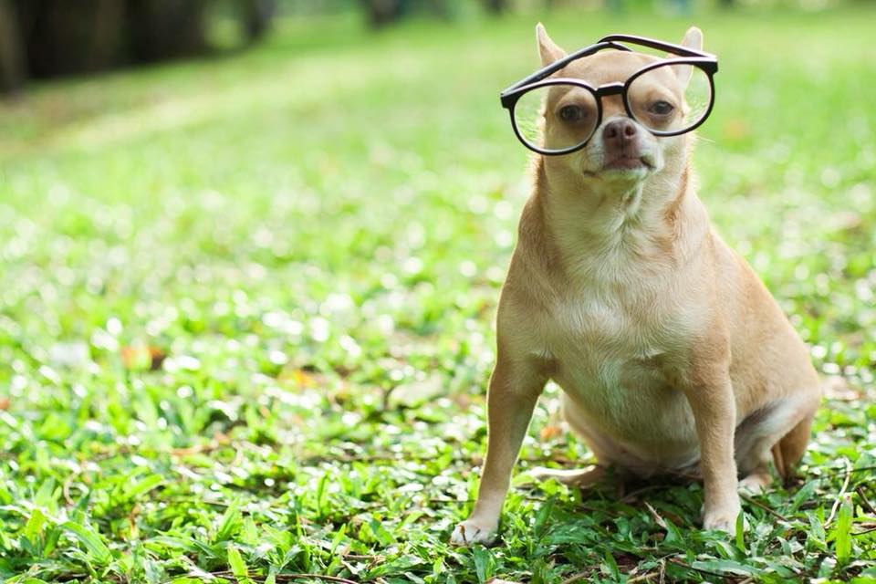 Dogilike.com :: Ҿͧ蹶ѧ!! ... 繴˹㨴 