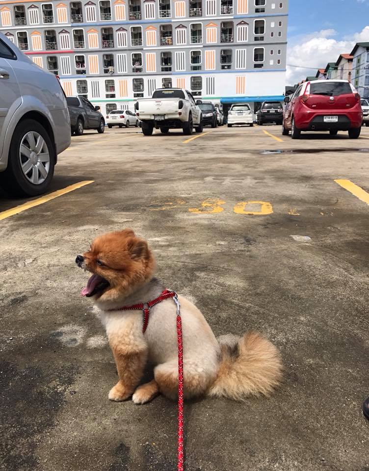 Dogilike.com :: Ҿͧ蹶ѧ!! ... 繴˹㨴 