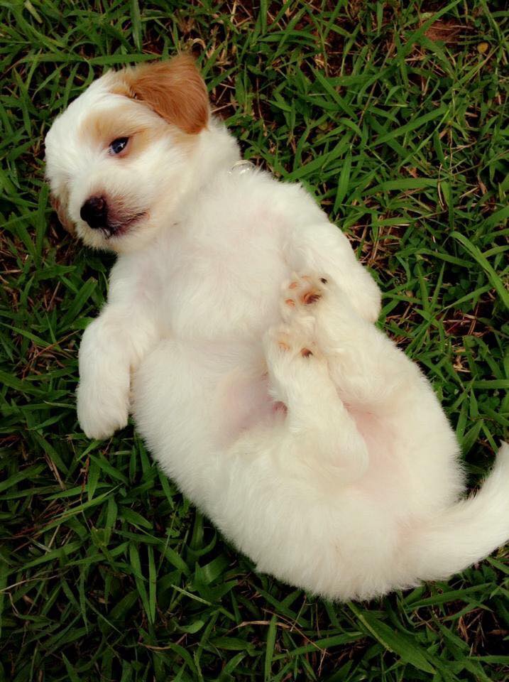 Dogilike.com :: Ҿͧ蹶ѧ!! ... 繴˹㨴 