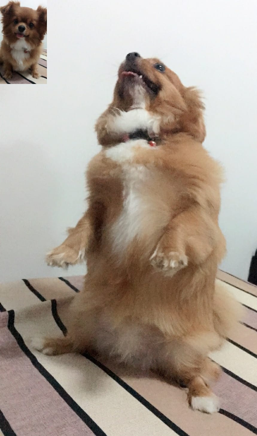 Dogilike.com :: Ҿͧ蹶ѧ!! ... 繴˹㨴 