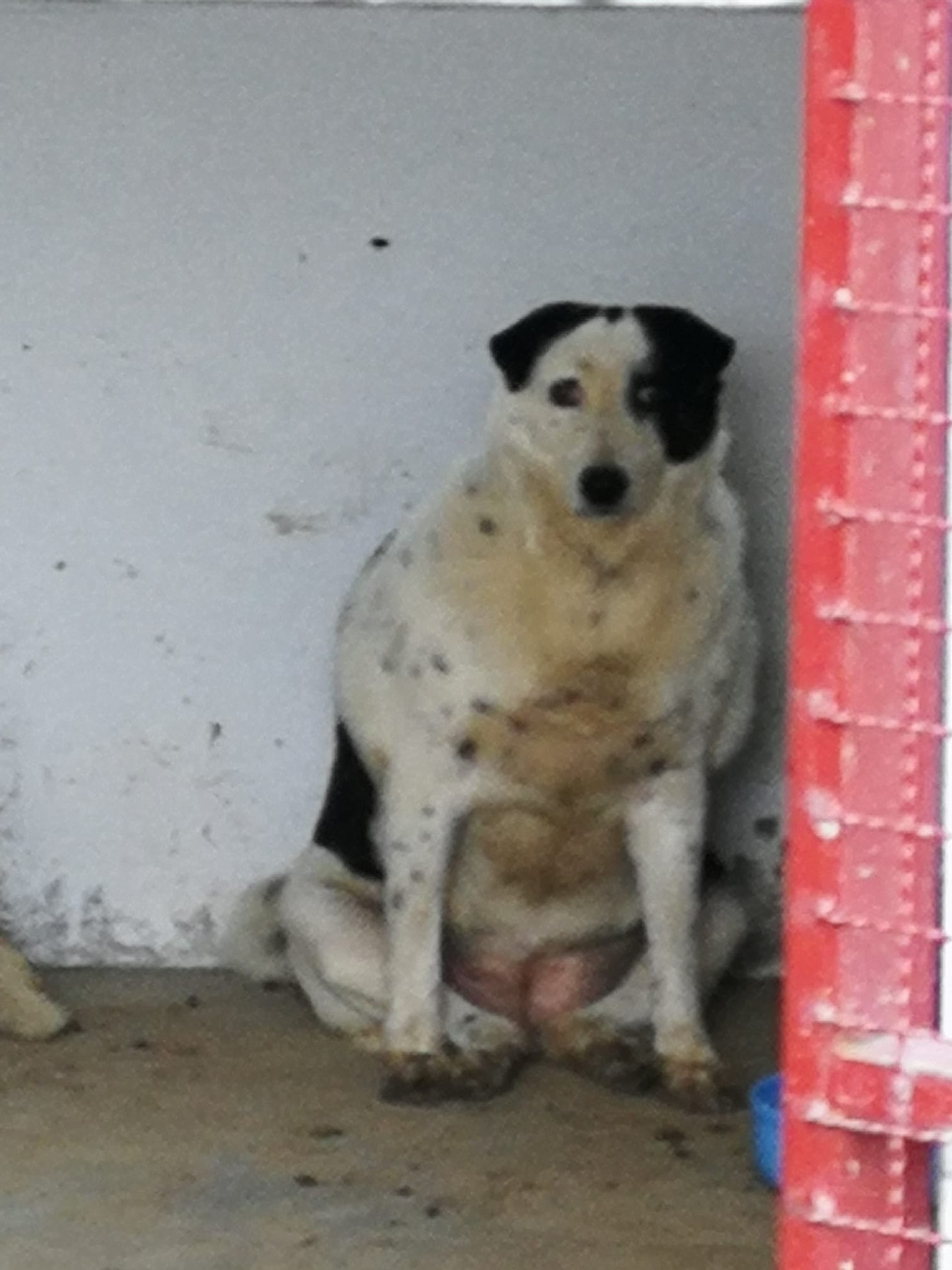 Dogilike.com :: Ҿͧ蹶ѧ!! ... 繴˹㨴 