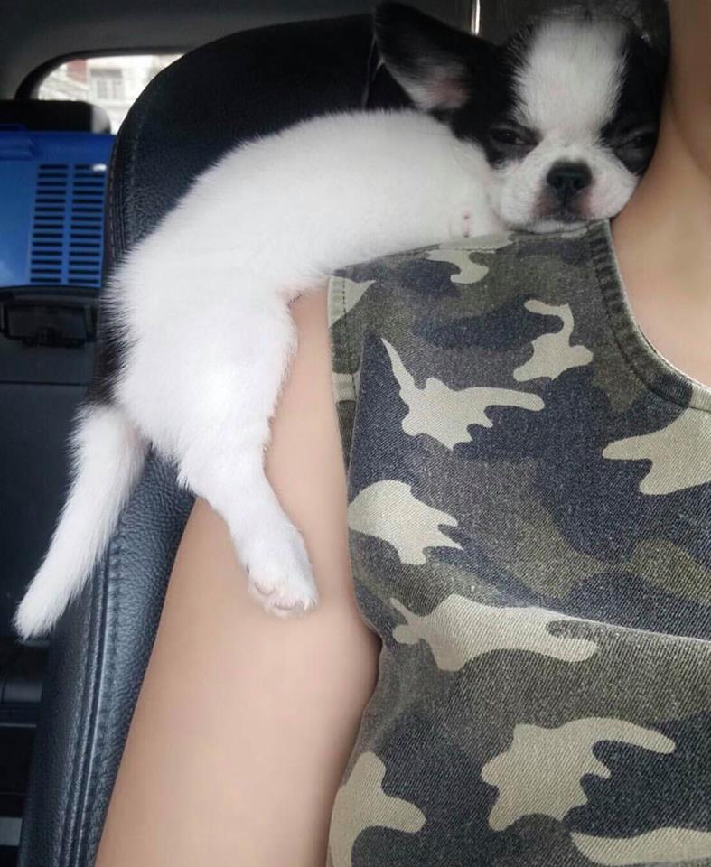 Dogilike.com :: ɳ ... ʹ ͧҼѡ