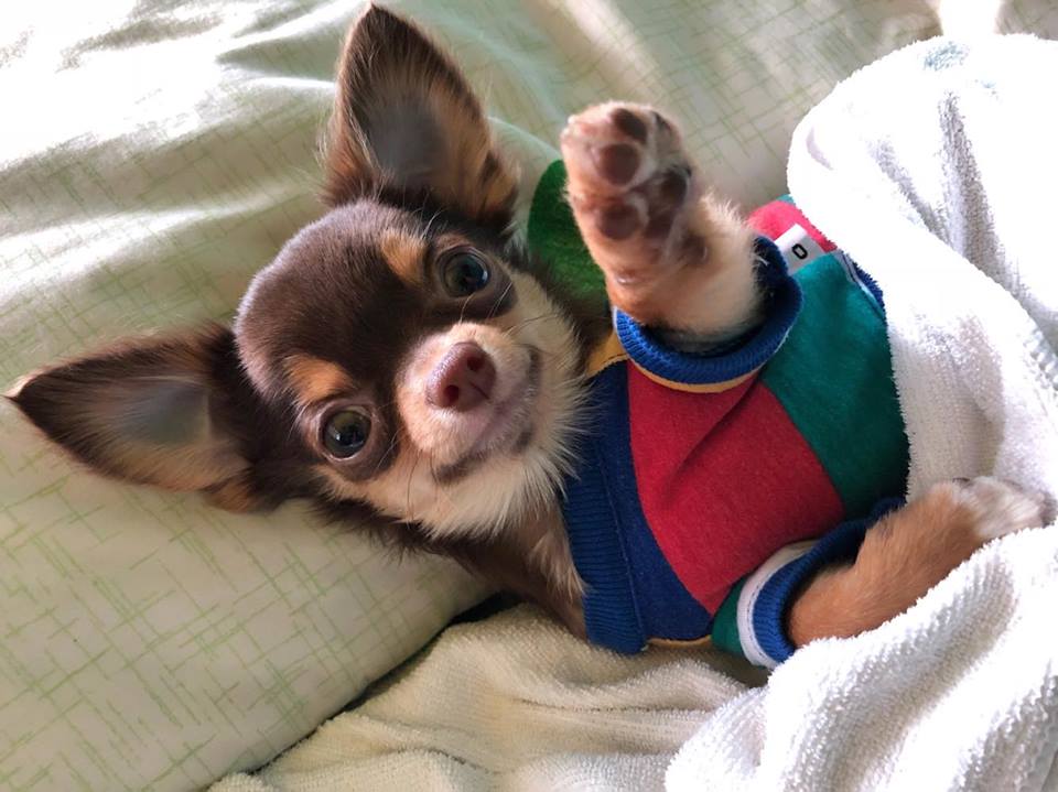 Dogilike.com :: ɳ ... ͧǹѡҧ˭ԧѺͧҪ չйͧӻ